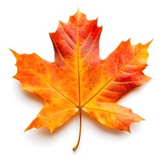 Fototapeta premium Vibrant Maple Leaf in Autumn Colors