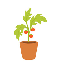 Tomato plant in a pot. Growing tomato. Vector color illustration with ripe red tomato. Cute cherry tomatoes on the plant.