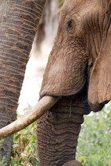 Big brown African elephant photographed parallel to a palm tree during a safari in Kenya creates a particular symmetry