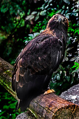 Golden eagle on the beam. Latin name - Aquila chrysaetos