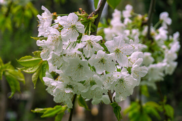 Cherry blossom. White flowers with green leaves on a tree branch. Blurred trees and leaves in the background