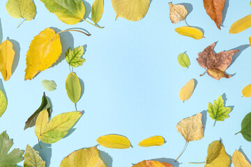 Frame made of beautiful autumn leaves on light blue background