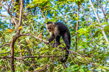 A view of a white faced monkey looking down from a tree near to Puntarenas, Costa Rica in early springtime