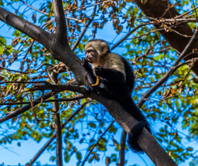 A view of a white faced monkey eating in a tree near to Puntarenas, Costa Rica in early springtime