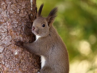 Wild Hokkaido squirrel in eastern Hokkaido