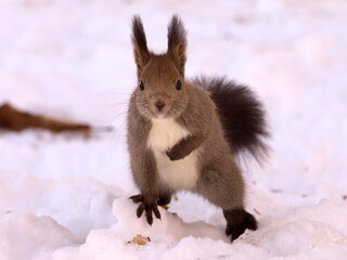 Wild Hokkaido squirrel in eastern Hokkaido