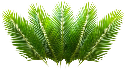 Obraz premium Isolated Background Green Palm Leaves Tropical Foliage Exotic Texture