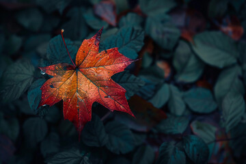 The Distinctive Shape and Color of the Maple Leaf