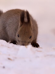 Wild Hokkaido squirrel in eastern Hokkaido