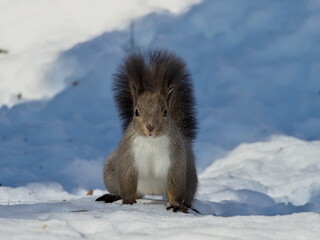 Wild Hokkaido squirrel in eastern Hokkaido