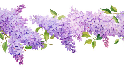 PNG Lilac border blossom flower plant.