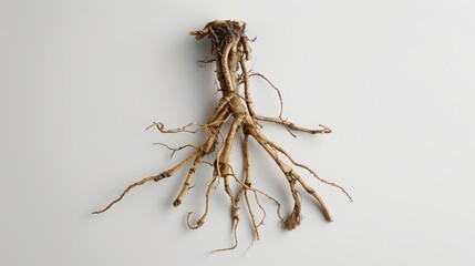 Valerian root extract as a natural adaptogen for relaxation and emotional health.