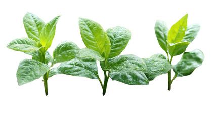 Fototapeta premium Lush Green Sprouts: A vibrant composition of three fresh green sprouts, showcasing the beauty and vitality of new growth, perfect for conveying freshness and natural elements.