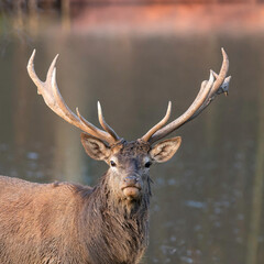 Damhirsch mit großem Geweih
