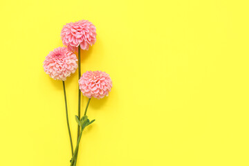 Beautiful pink dahlia flowers on yellow background