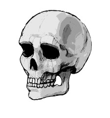Realistic Skull Illustration | Dark and Detailed Bone Art (mono)