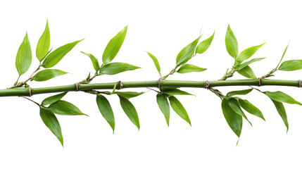 Obraz premium Bamboo's Serene Stance: A close-up showcases the fresh, verdant hues of a bamboo stalk, with its slender green branches and lush leaves creating a tranquil sense of nature's simplicity.