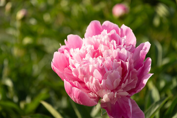 Self-grown pink peony flower in summer garden on flowerbed. Outdoors. Close up
