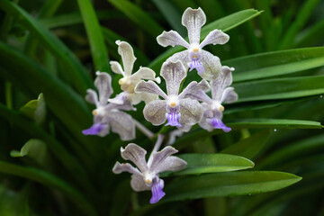 Stunning macro shot of an orchid flower, capturing intricate petal details and vibrant colors.