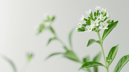 Herbal therapy with valerian root extract for mind-body balance and relaxation.