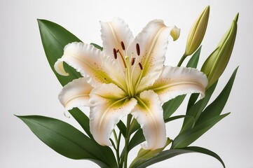 Fototapeta premium Close-up of a single elegant, cream-colored lily flower with green throat and unopened buds, isolated on white background.