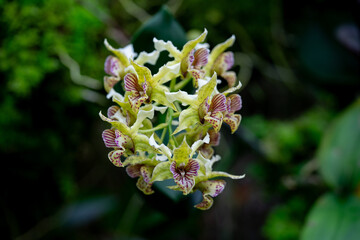 Stunning macro shot of an orchid flower, capturing intricate petal details and vibrant colors.