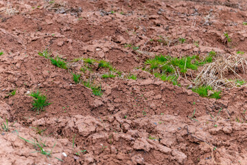 New grass growth emerging on freshly tilled soil in a garden space during spring season