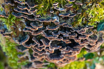 Mushrooms and moss grow on tree bark in a lush forest displaying intricate natural patterns