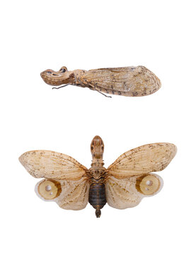   butterfly Fulgora laternaria isolated on white background