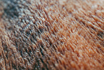 Macro of details orange carpet, background and Texture of orange carpet