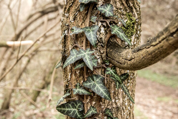 Close up of green ivy leaves on tree in spring forest