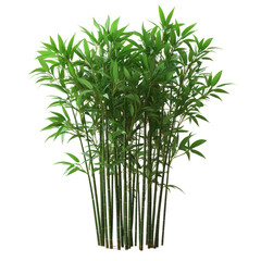 Fototapeta premium Tall bamboo isolated on white background.