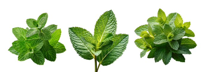 mint leaf isolated on transparent background