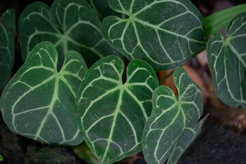 Stunning macro shot of a vibrant green leaves.