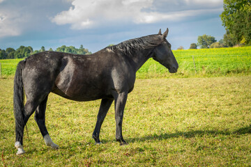 Black horse in the pasture
