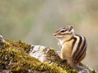 Wild Hokkaido Chipmunk in Eastern Hokkaido