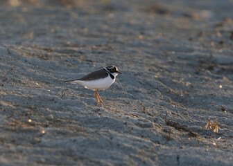 Little ringed plover (Charadrius dubius) on the ground backlit in spring.	

