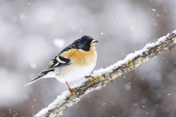 Naklejka premium Brambling (Fringilla montifringilla) male in snowfall perched on a branch in spring. 