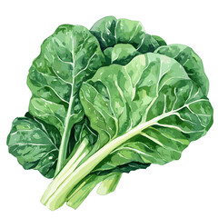 Fototapeta premium Watercolor Illustration of Fresh Collard Greens
