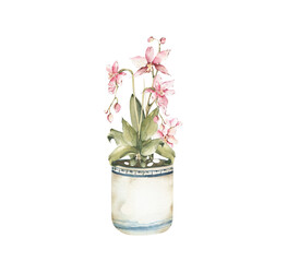 Watercolor Orchid in Pot Illustration on Transparent Background, Delicate Garden Pink Flowers in a White Ceramic Pot for Design and Decoration