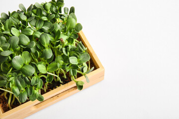 Wooden box with micro green on light background
