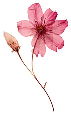 PNG Real Pressed a Pink flower petal plant pink.