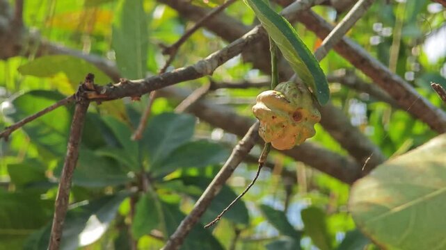 A bunch of dried Garcinia Cambogia hanging at the tree.
