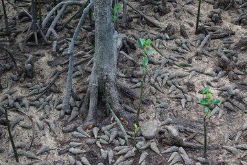 The mangrove swamps on Curieuse Island in the Seychelles, Africa