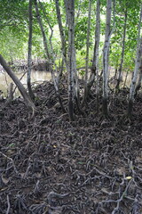 The mangrove swamps on Curieuse Island in the Seychelles, Africa