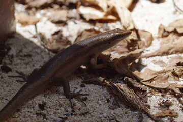 Close up macro photo of a Seychelles Skink Lizard on Cousin Island in the Indian Ocean, Africa