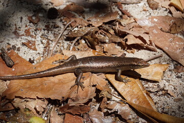 Close up macro photo of a Seychelles Skink Lizard on Cousin Island in the Indian Ocean, Africa
