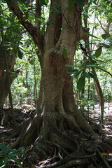 Close up macro photo of a Seychelles Skink Lizard on Cousin Island in the Indian Ocean, Africa