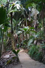 The unique Coco De Mer (Lodoicea) double coconut trees in the Seychelles, Africa