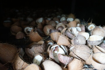 The unique Coco De Mer (Lodoicea) double coconut trees in the Seychelles, Africa